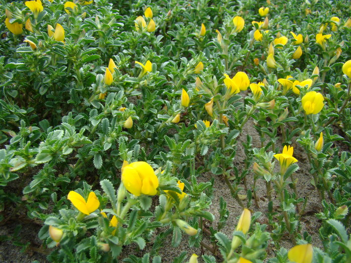 Ononis variegata / Ononide screziata